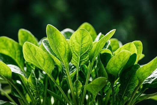 Spinach