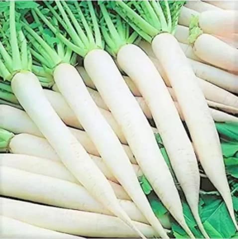 Radish